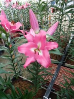 [5212 Berlingo VZ No02.JPG]